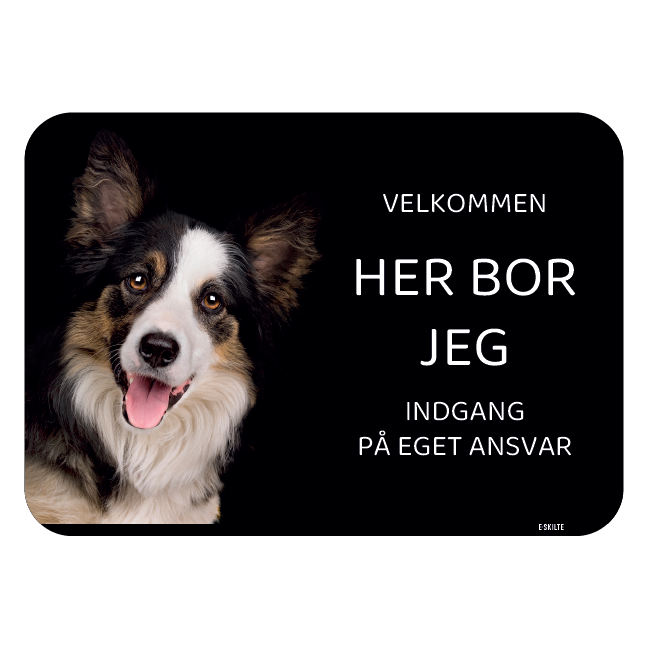 Her bor jeg skilt hund Border collie