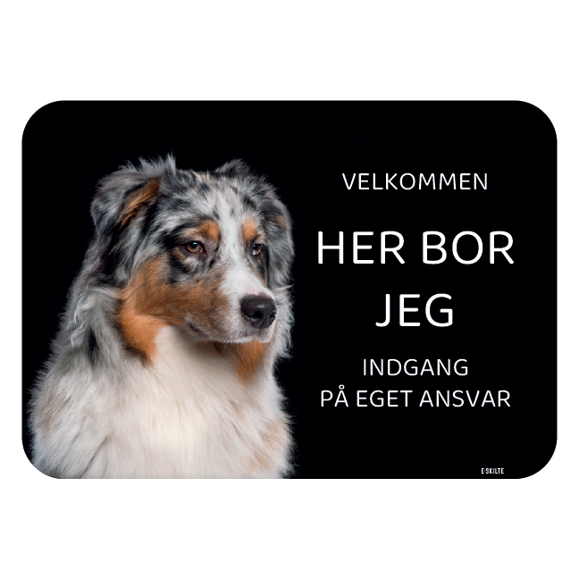 Her bor jeg skilt hund Australian shepherd