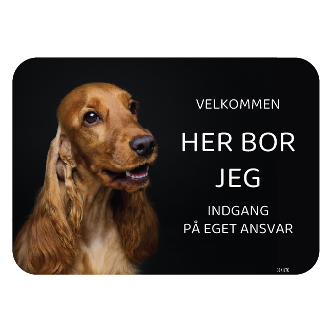 Her bor jeg skilt hund Cocker spaniel